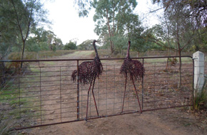 Emu gate - Grampians National Park