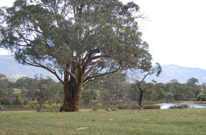 Grampians National Park in the distance