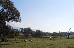 Sheep and emus