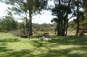 Sheep at Grampians Old Man Emu Stay