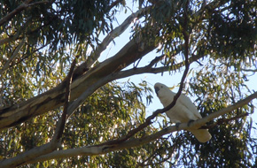 Cockatoo